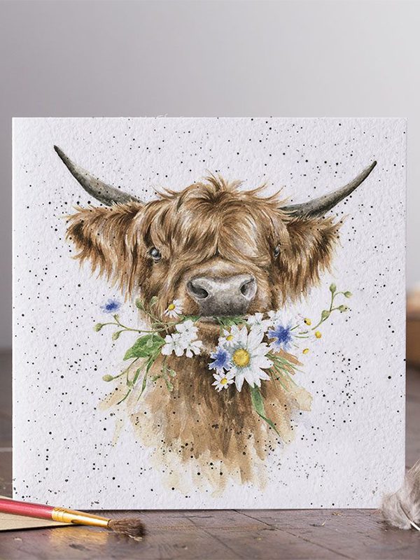 Daisy Cow